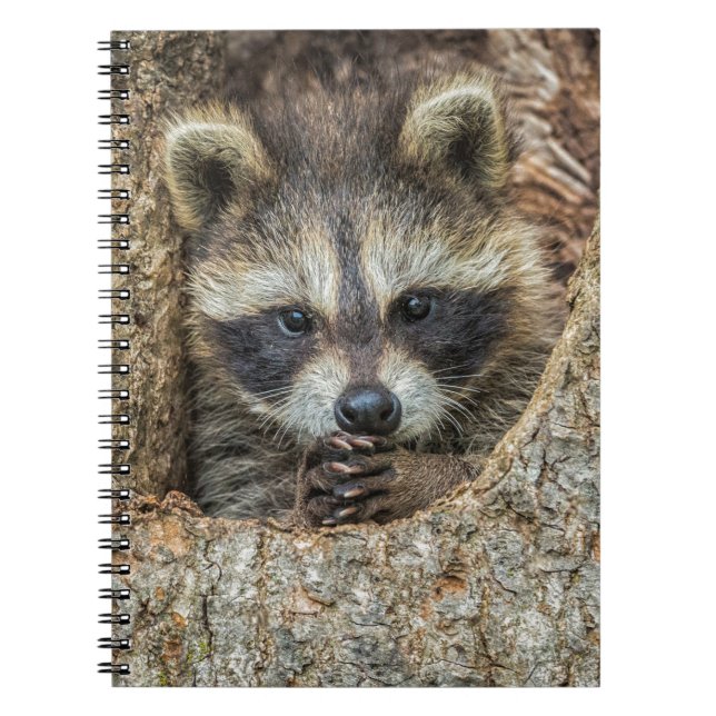 Carnet Raccon niché à l'intérieur d'un creux d'arbre (Devant)