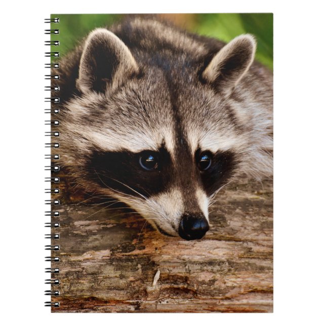 Carnet Raccoon (Devant)