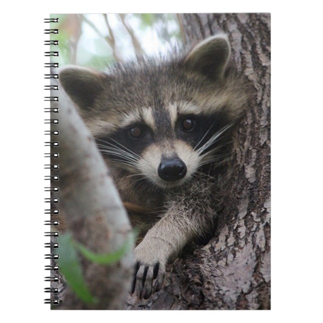 Carnet Raccoon (Devant)