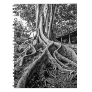 Carnet Racines massives d'un arbre à caoutchouc