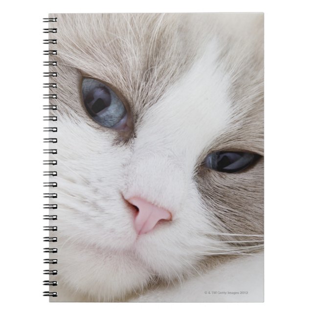 Carnet Ragdoll (Devant)