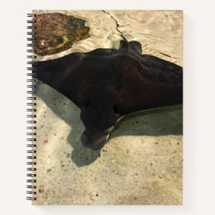 Carnet Raie mystique