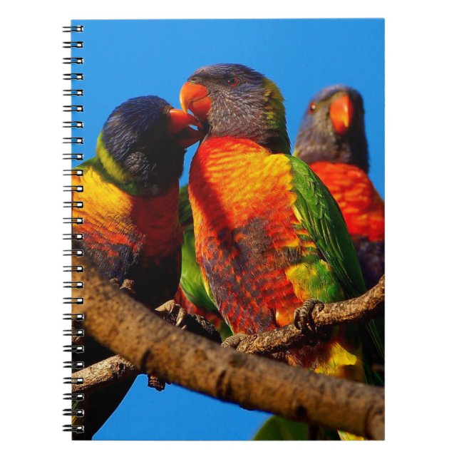 Carnet Rainbow Lorikeet (Devant)