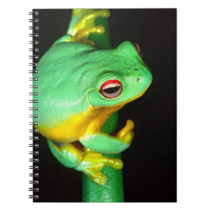 Carnet Rainette à yeux rouges australienne, Litoria chlor