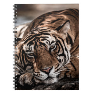 Carnet ranthambore tigre mâle sauvage Image d'art