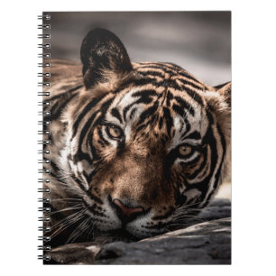 Carnet ranthambore tigre mâle sauvage Image d'art