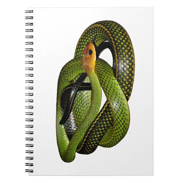 Carnet Ratsnake Noir-mis en marge ou serpent de rat vert (Devant)
