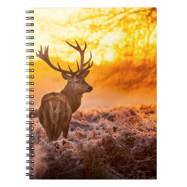 Carnet Red Deer in Morning Sun, cerf, animal, faune, natu (Devant)