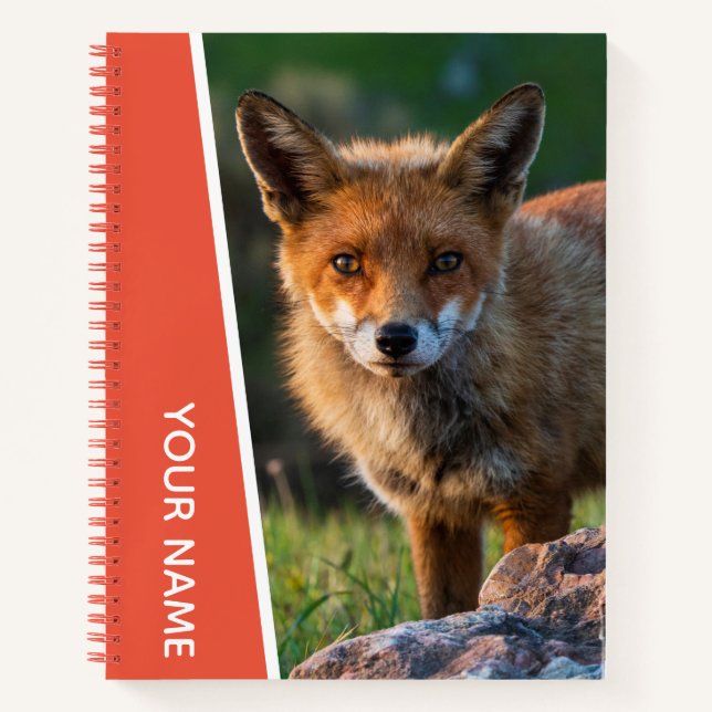 Carnet Red Fox Closeup Portrait photo Sunset Australie (Devant)