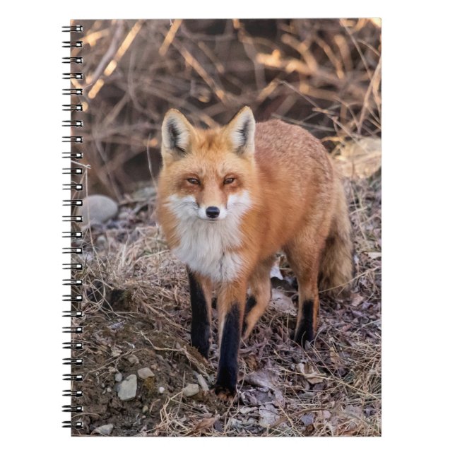 Carnet Red Fox de près et personnel (Devant)