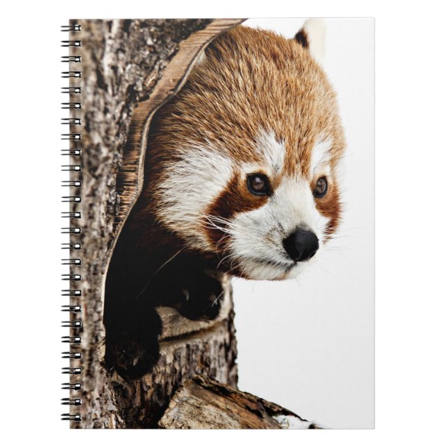 Carnet Red Panda Peek-a-Boo (Devant)