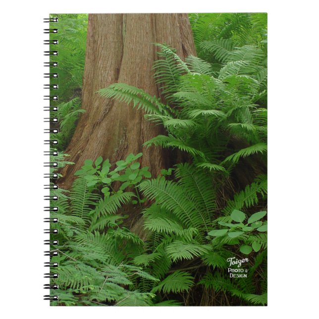 Carnet Redwood & Ferns (Devant)