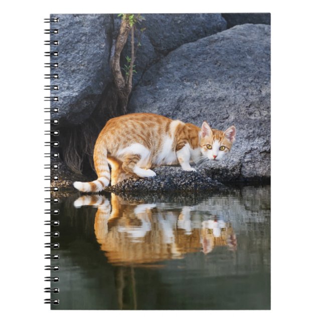 Carnet Réflexion de chats dans l'étang Photo amusante - (Devant)