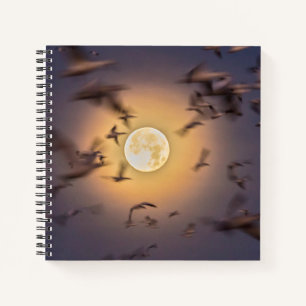 Carnet Refuge faunique national Bosque del Apache