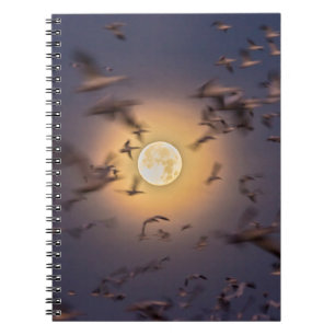Carnet Refuge faunique national de Bosque del Apache