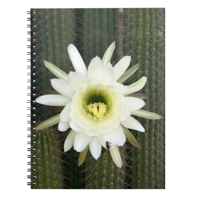 Carnet Reine de la Fleur de Cactus de Nuit, Région du Kar (Devant)