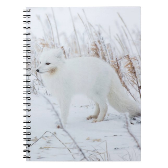 Carnet Renard arctique (Devant)