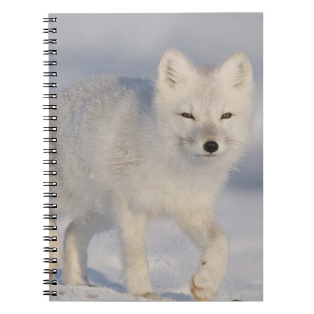 Carnet Renard Arctique, Alaska (Devant)