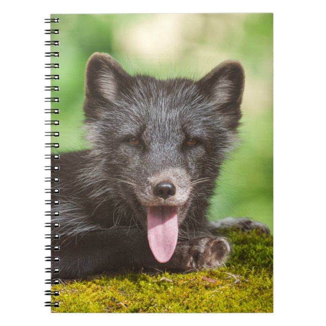 Carnet Renard arctique au repos (Devant)