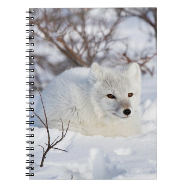 Carnet Renard arctique en hiver (Devant)