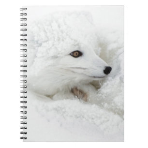 Carnet Renard arctique recroquevillé en hiver