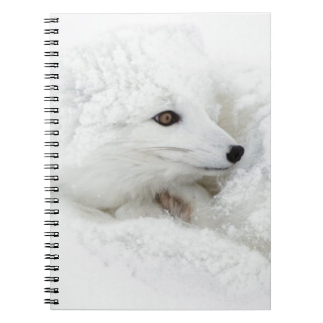 Carnet Renard arctique recroquevillé en hiver (Devant)
