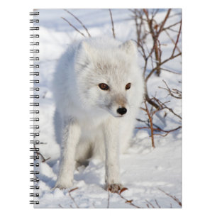 Carnet Renard Arctique, Zone de gestion de la faune de Ch