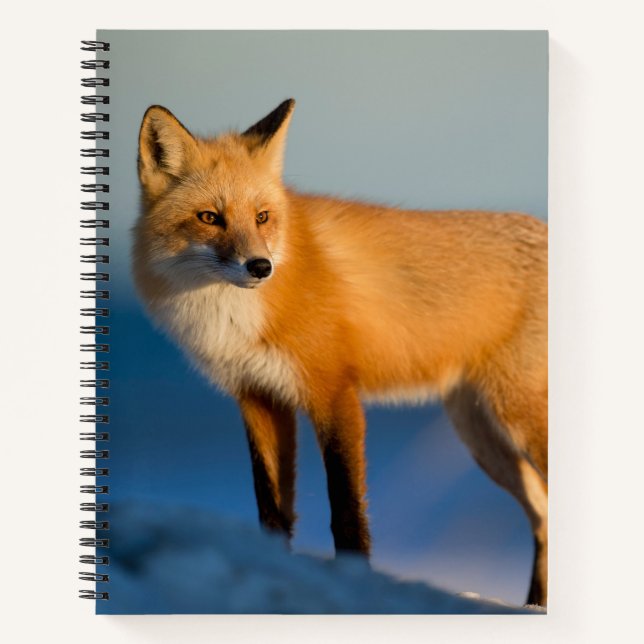 Carnet Renard Brown (Devant)