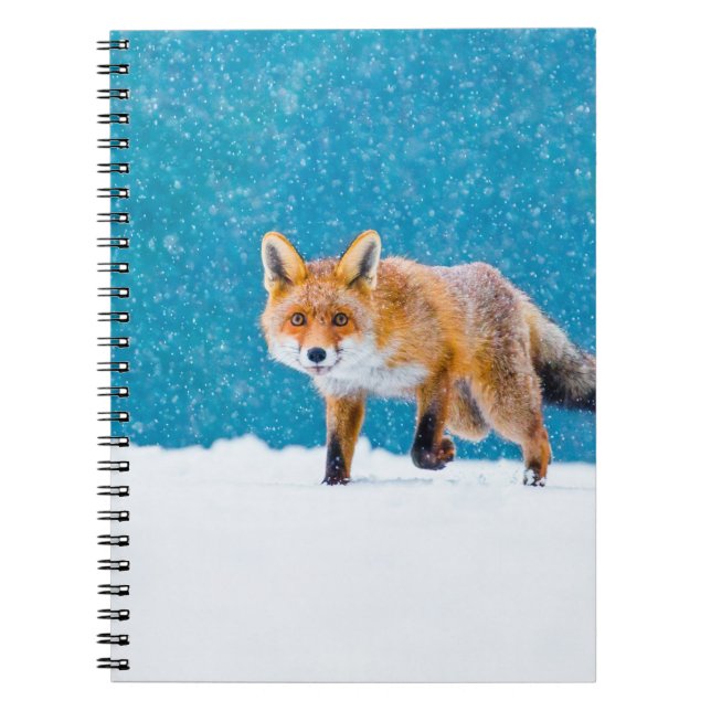 Carnet Renard en hiver. Renard rouge, Vulpes vulpes, reni (Devant)