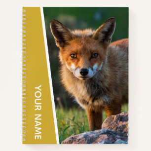 Carnet Renard rouge en Australie, Or