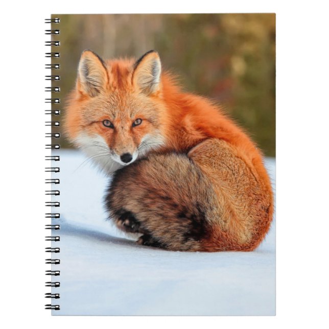 Carnet Renard roux dans la neige | Yukon (Devant)