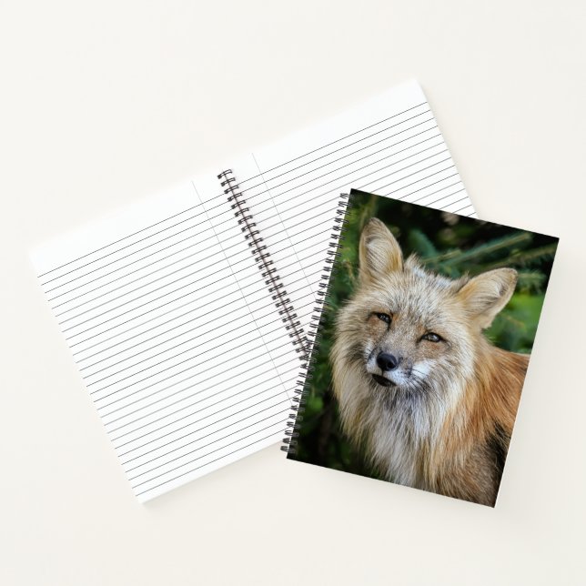 Carnet Renard sauvage (Intérieur)