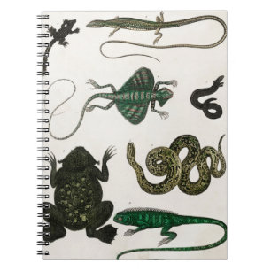 Carnet reptiles