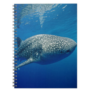 Carnet Requin baleine