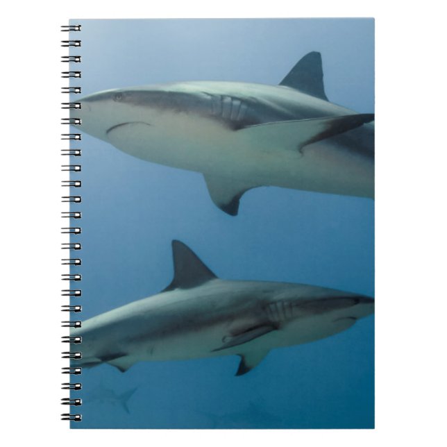 Carnet Requin des Caraïbes (Devant)