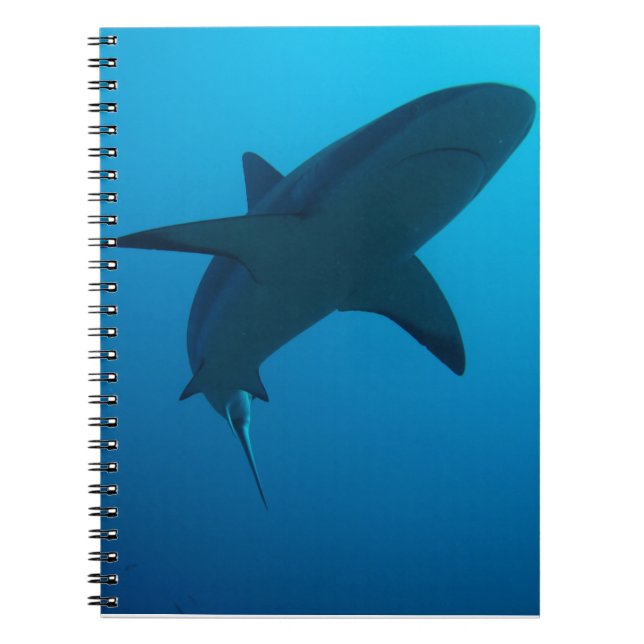 Carnet Requin des Caraïbes de récif (Devant)