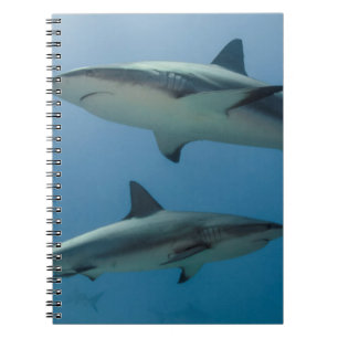 Carnet Requin des récifs des Caraïbes