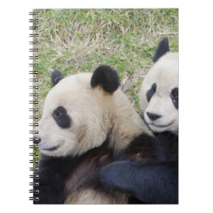 Carnet Réserve de Wolong, Chine, Panda géant embrassant