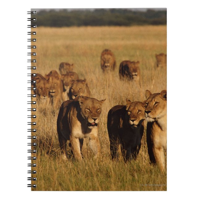 Carnet Réserve faunique de Moremi, Botswana (Devant)