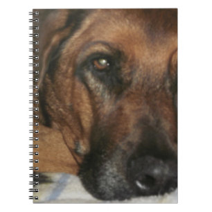 Carnet Rhodesian Ridgeback