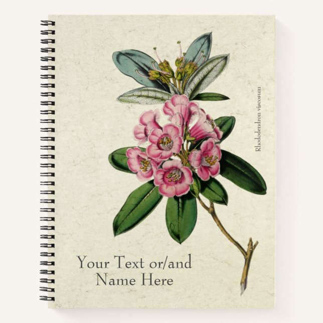 Carnet Rhododendron viscosum vintage (Devant)