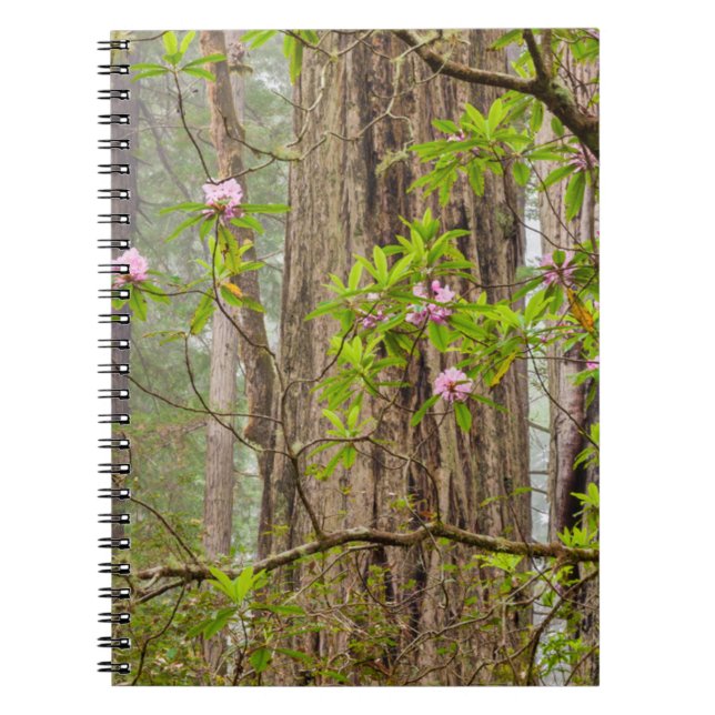Carnet Rhododendrons en fleurs | Redwoods State Park,CA (Devant)