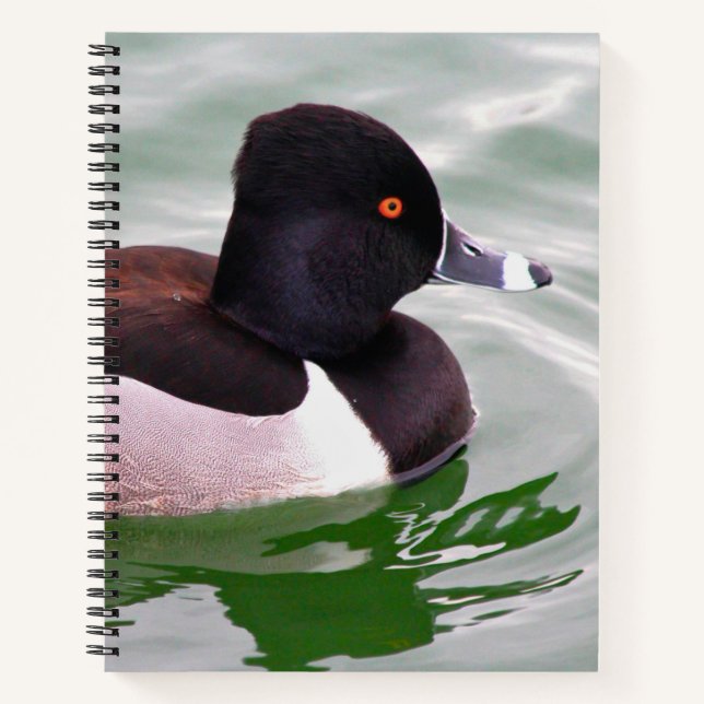 Carnet Ring Necked Duck (Devant)