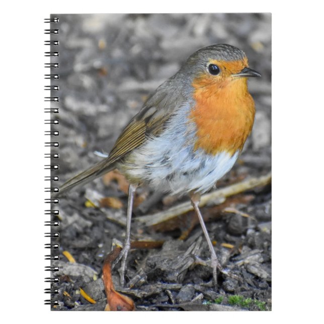 Carnet Robin étonnant (Devant)