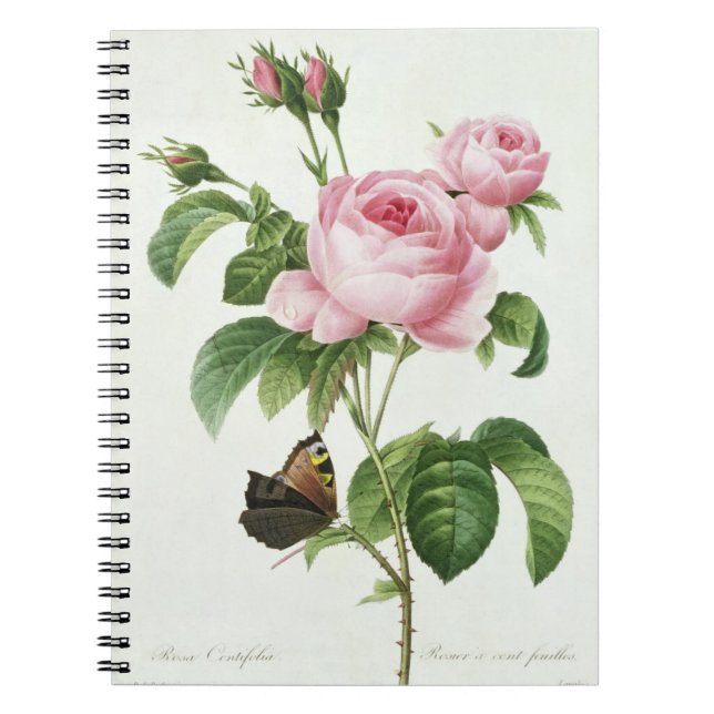 Carnet Rosa Centifolia (Devant)