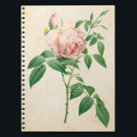 Carnet Rosa indica fragrans botanical illustration<br><div class="desc">Vintage rose botanical illustration - Rosa indica fragrans - set on grunge vintage looking background,  perfect example of 'shabby chic' style.</div>