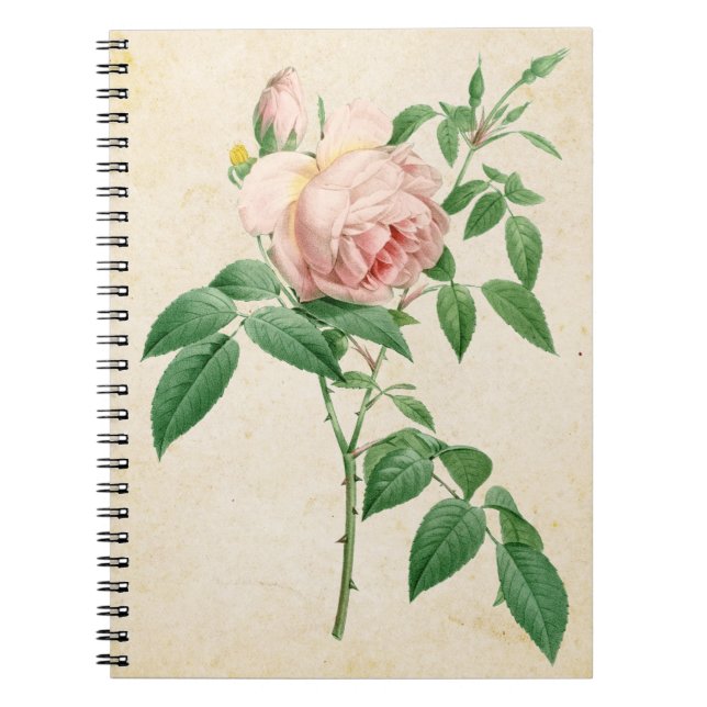 Carnet Rosa indica fragrans botanical illustration (Devant)