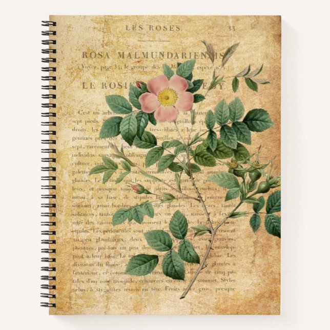 Carnet Rosa malmundariensis vintage (Devant)