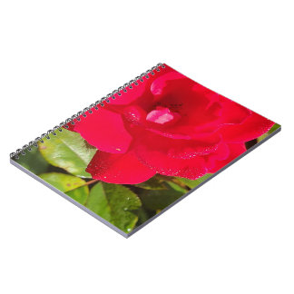 Carnet Rose