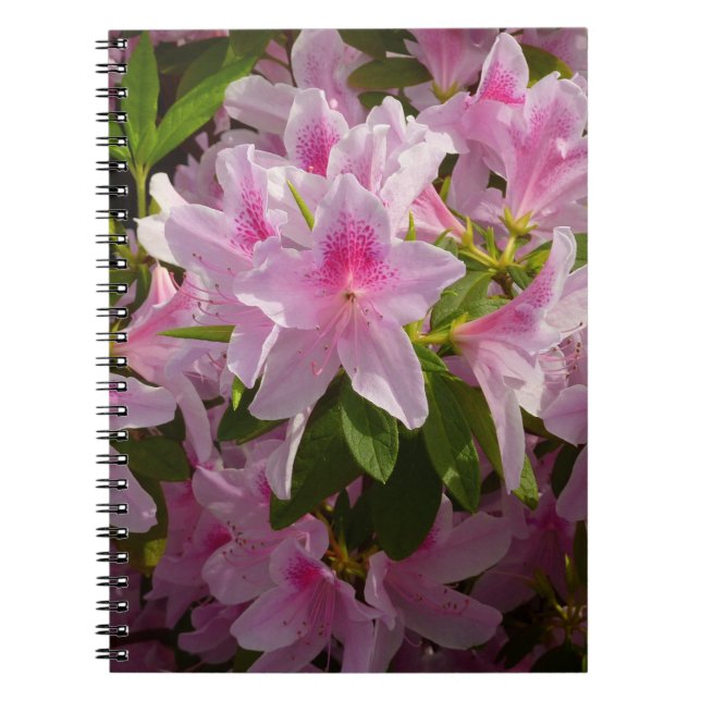 Carnet Rose Azalea Bush printemps floral (Devant)